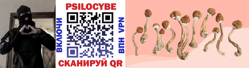 Псилоцибиновые грибы Cubensis Болотное